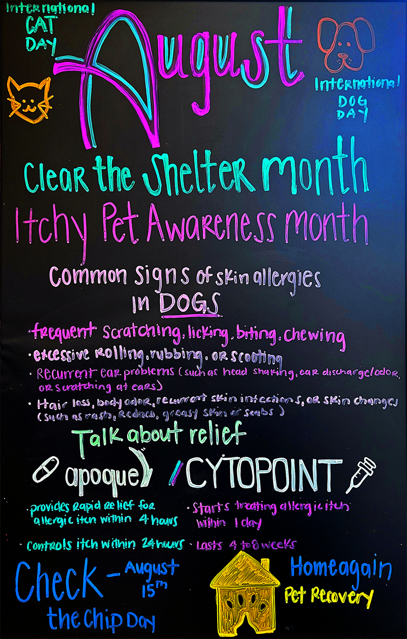 Itchy Pet Awareness Month: How to Help Your Dog