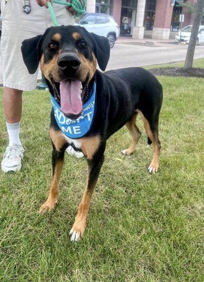 Adopt-a-Shelter-Dog Month 2025