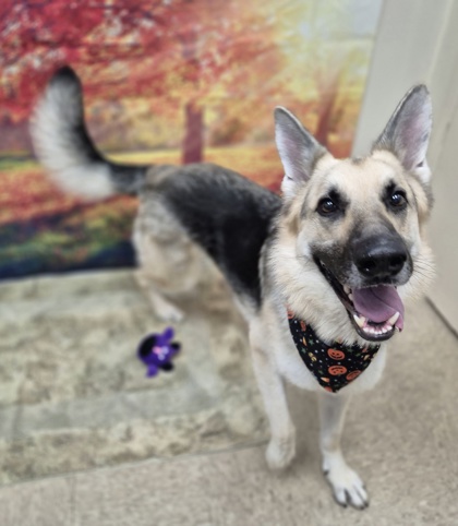 Adopt-a-Shelter-Dog Month 2025