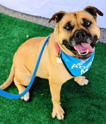 Adopt-a-Shelter-Dog Month 2025