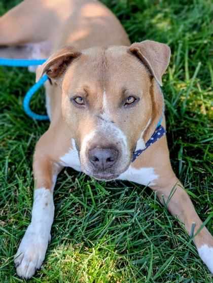 Adopt-a-Shelter-Dog Month 2025