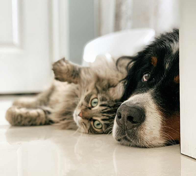 Wellness Care is the Most Important Step for Your Pet's Health
