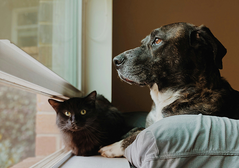 Wellness Care is the Most Important Step for Your Pet's Health