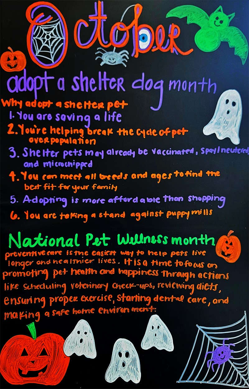 6 Reasons to Adopt a Shelter Pet