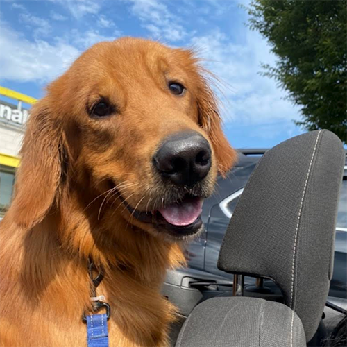 A Grateful Look at the Year Almost Past