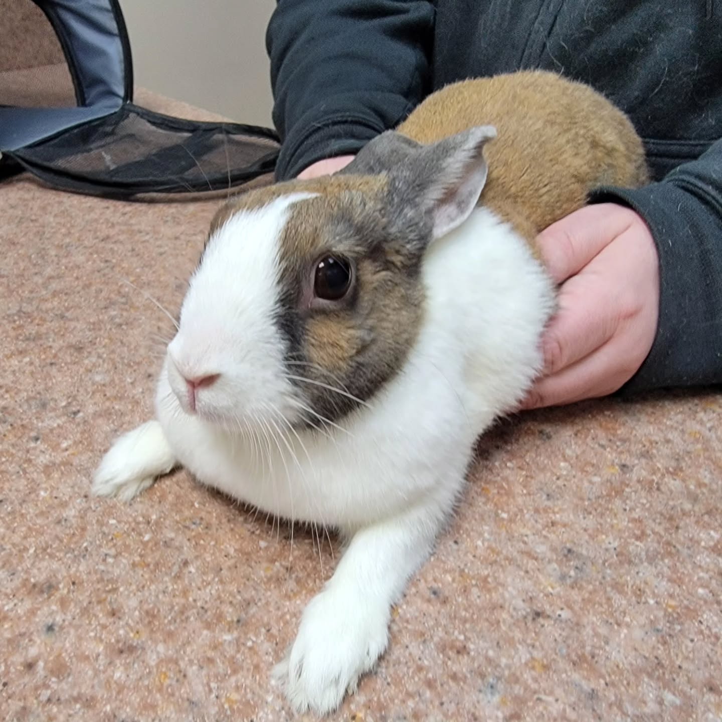 Ms. Butterscotch came to get her monthly mani/pedi before Easter