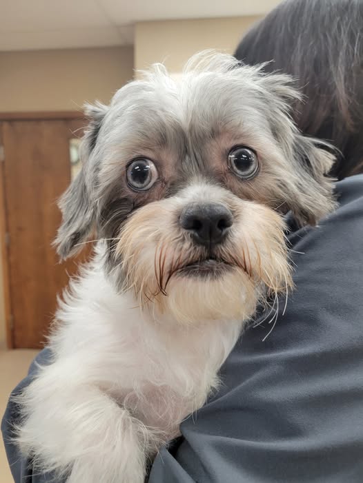 Meet Oreo! Isn't he a cutie! He's new to our practice, and came to see us last week