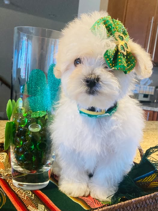 Ivory was in for a visit, and shared her St. Patrick's Day photo! 