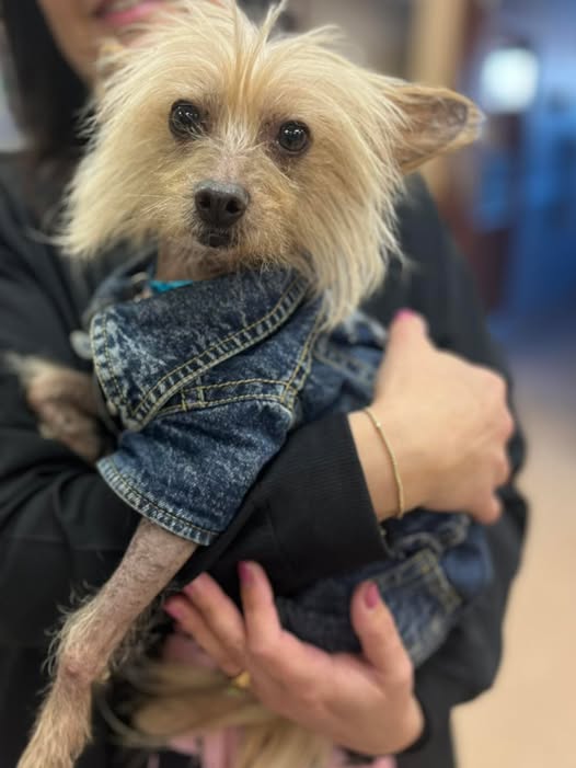 Check Out Our Purrfect Patient Pictures