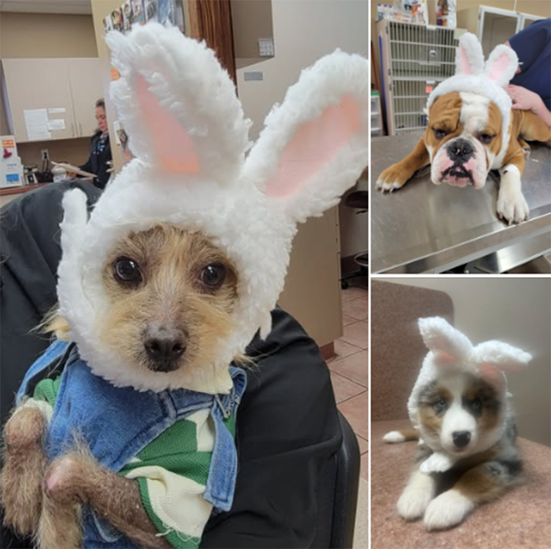 We had some bunnies stop in to visit us 🐰🐇