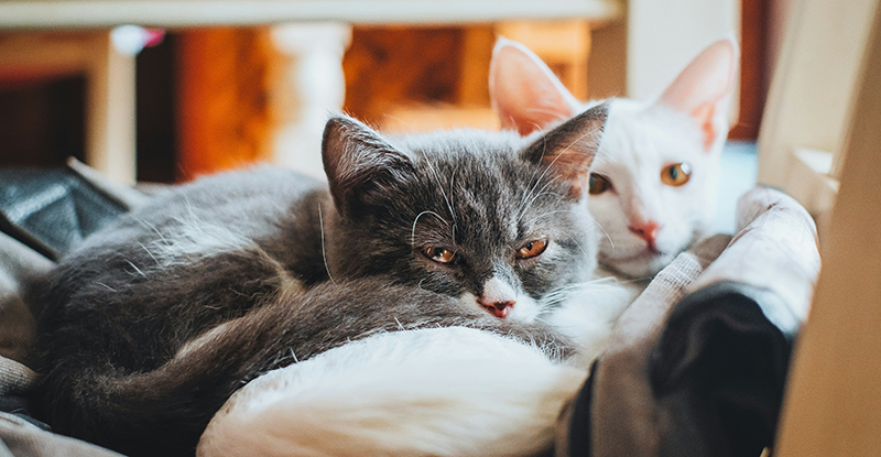 National Cat Health Month: Preventive Care Prolongs Lives