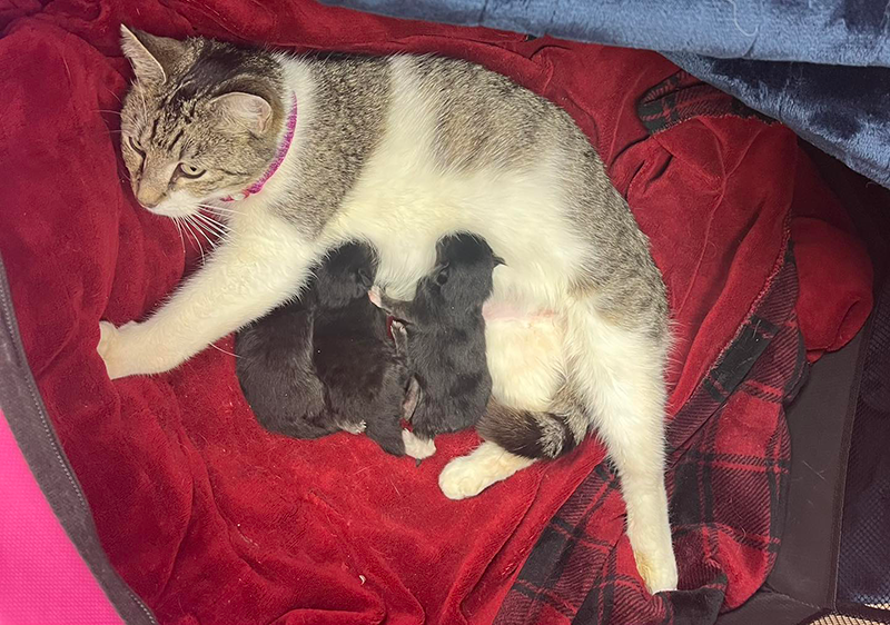 These lovely kittens and their mama also came in on Valentine's Day to get a check-up.
