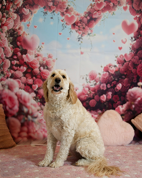 Celebrate Love Your Pet Day in February