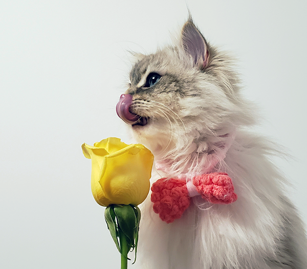 Celebrate Love Your Pet Day in February