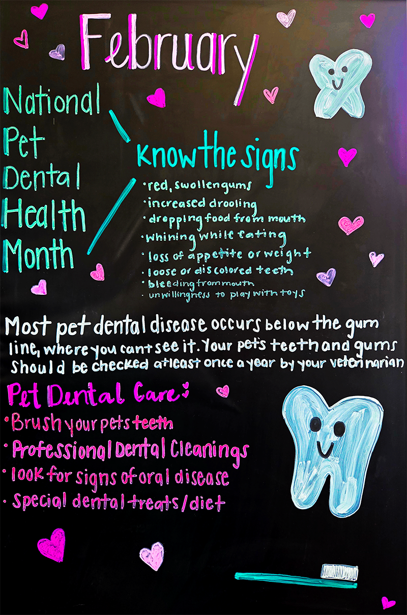 National Pet Dental Health 2026
