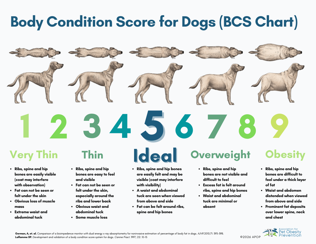Body Condition Score