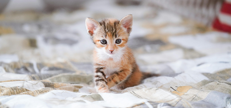 National Puppy and Cuddly Kitten Day