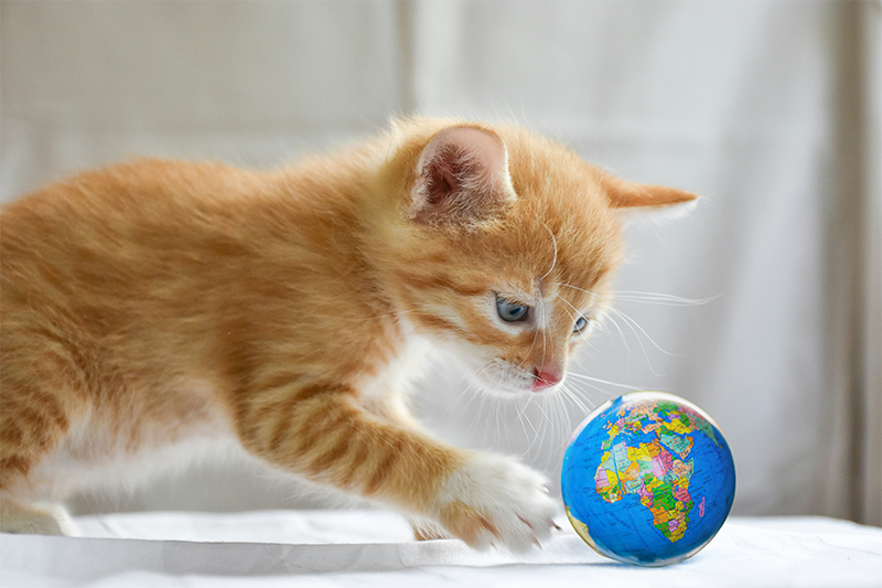 Celebrate Earth Day with Your Pets