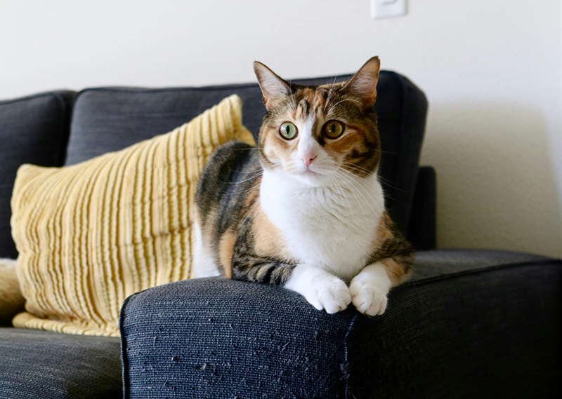 National Pet Month in May