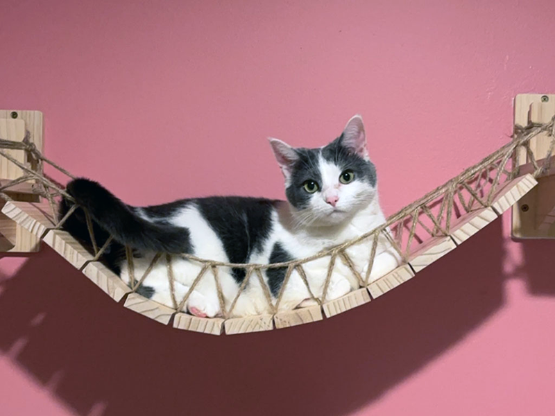 10 Cats-Only Animal Shelters Near Cincinnati