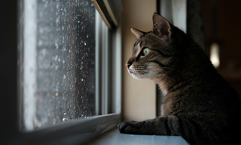 National Animal Disaster Preparedness Day on May 9