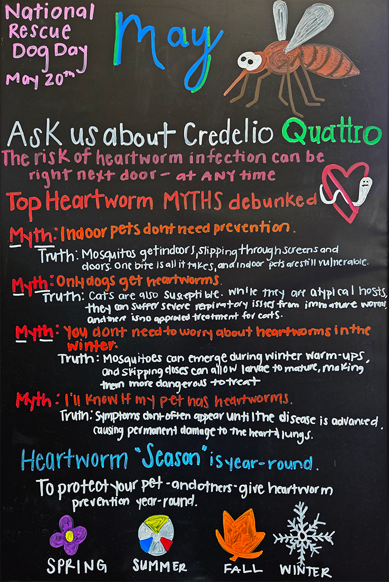 Ask Us About Credelio Quattro for Dogs