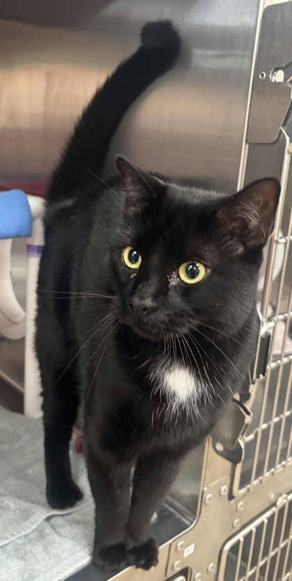 8 SPCA Cincinnati Cats for Adoption