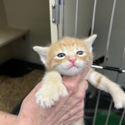 8 SPCA Cincinnati Cats for Adoption
