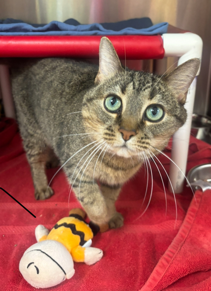 8 SPCA Cincinnati Cats for Adoption