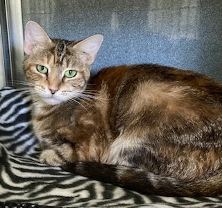 8 SPCA Cincinnati Cats for Adoption