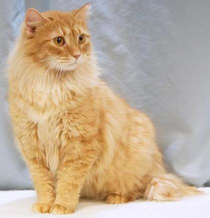8 SPCA Cincinnati Cats for Adoption