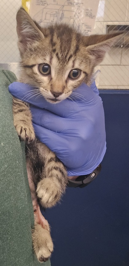 8 SPCA Cincinnati Cats for Adoption