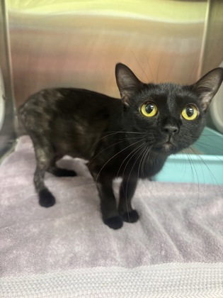 8 SPCA Cincinnati Cats for Adoption