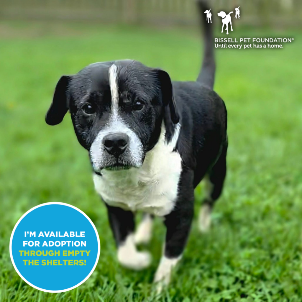 Pets for Adoption Through Louie's Legacy