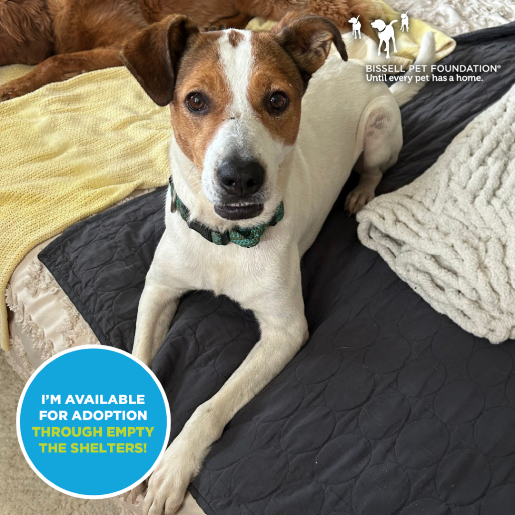 Pets for Adoption Through Louie's Legacy