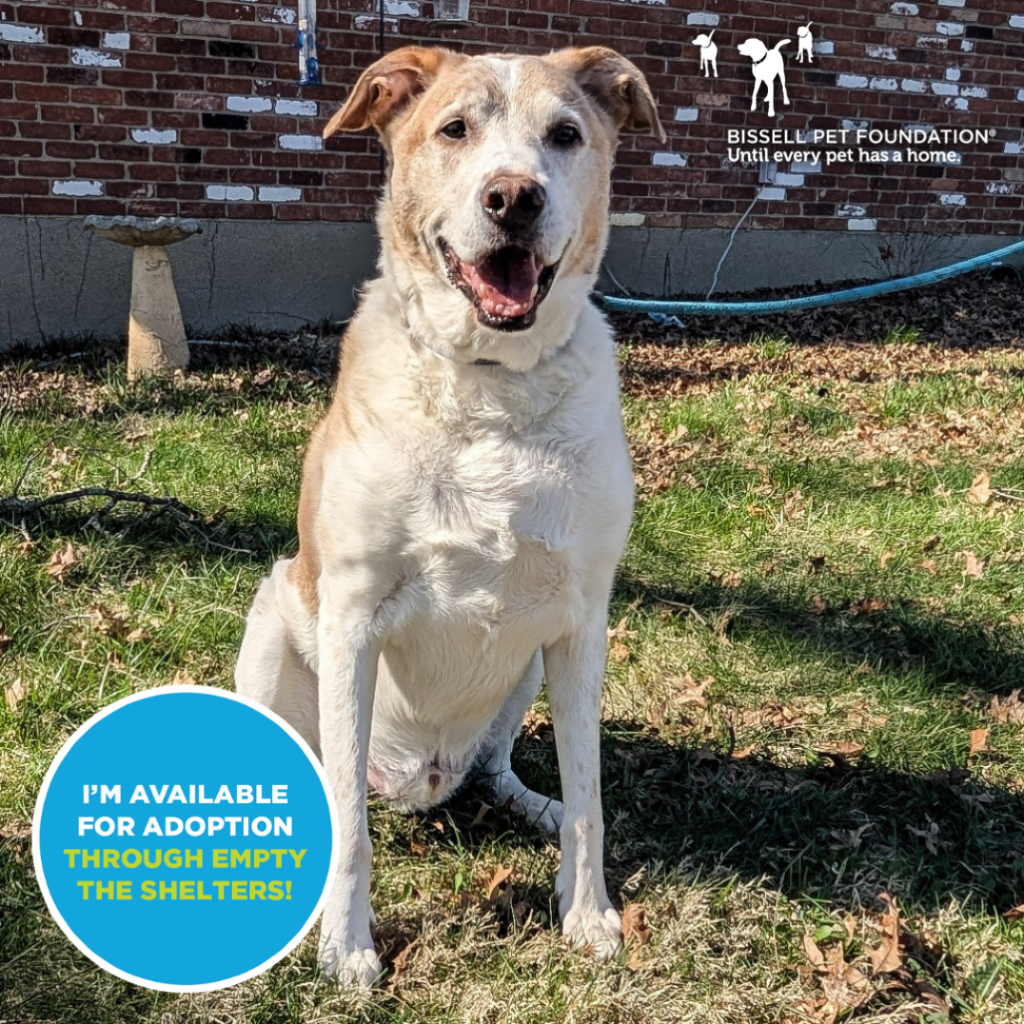 Pets for Adoption Through Louie's Legacy