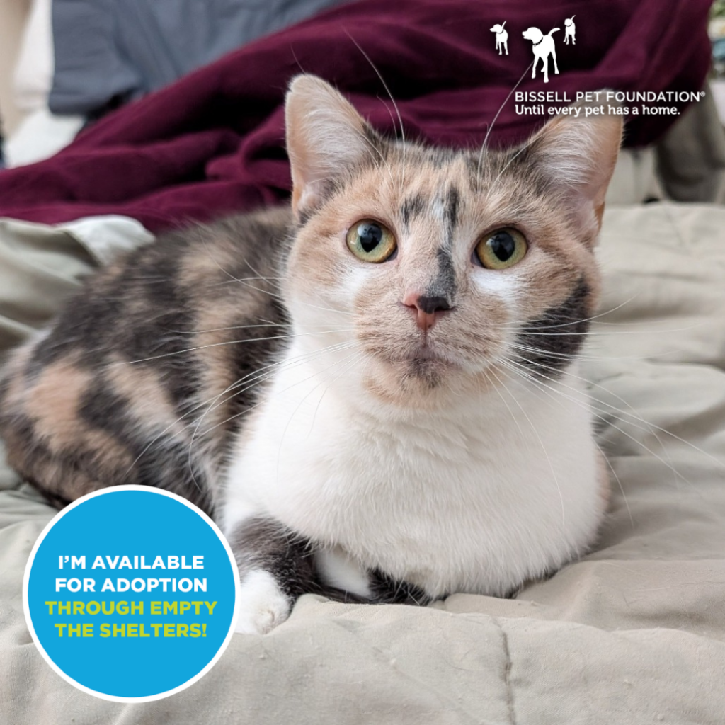 Pets for Adoption Through Louie's Legacy