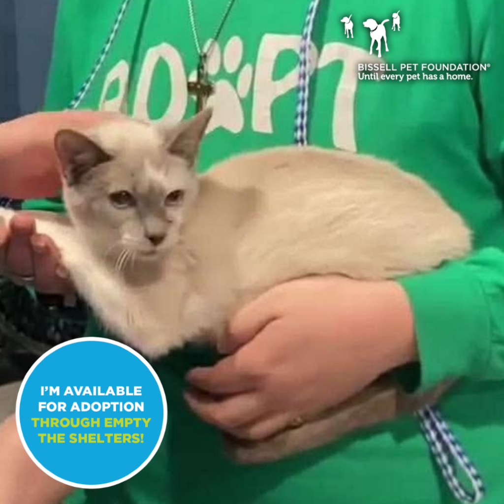 Pets for Adoption Through Louie's Legacy