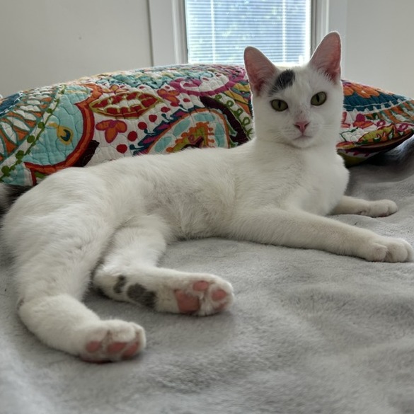 Pets for Adoption Through Louie's Legacy