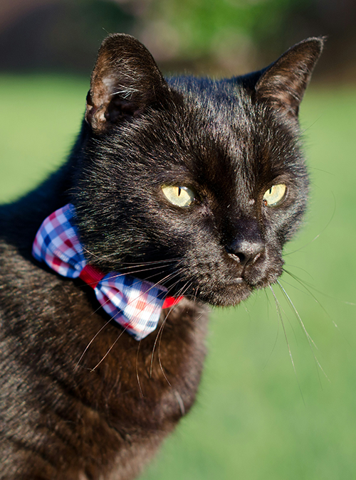 All-American Pet Photo Day