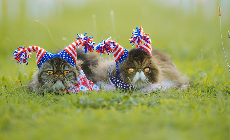 All-American Pet Photo Day