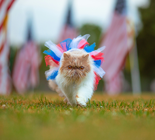 All-American Pet Photo Day