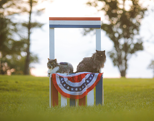 All-American Pet Photo Day