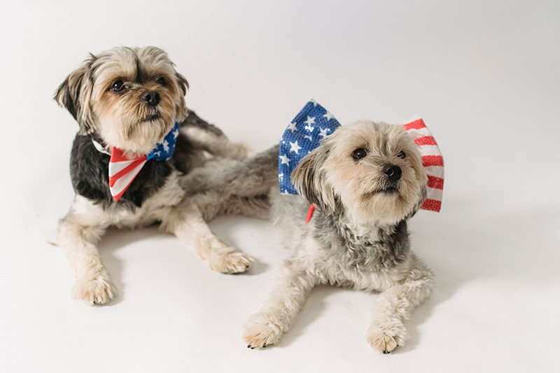 All-American Pet Photo Day