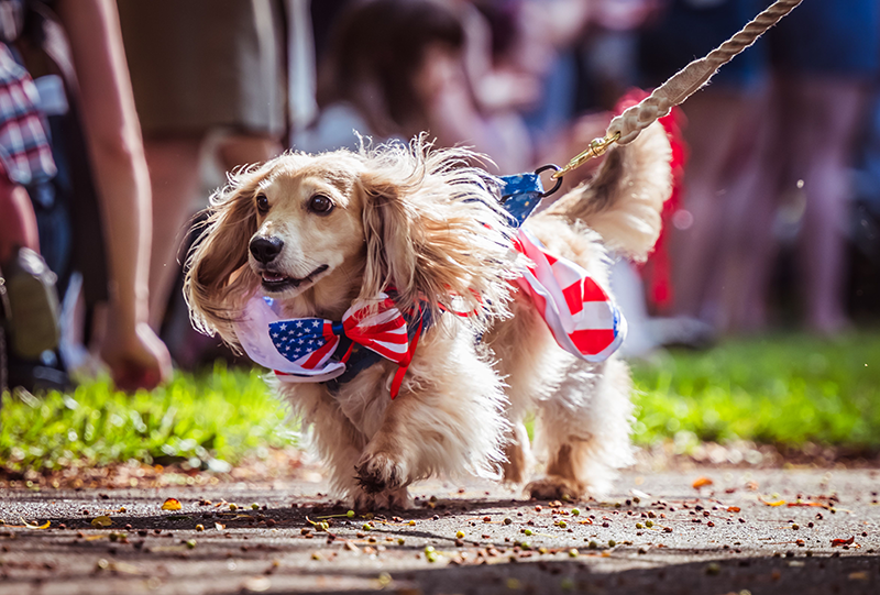 All-American Pet Photo Day