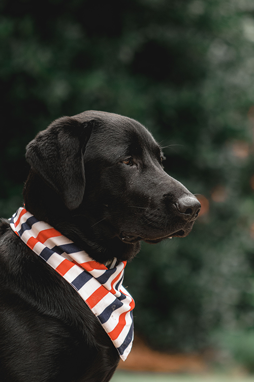 All-American Pet Photo Day