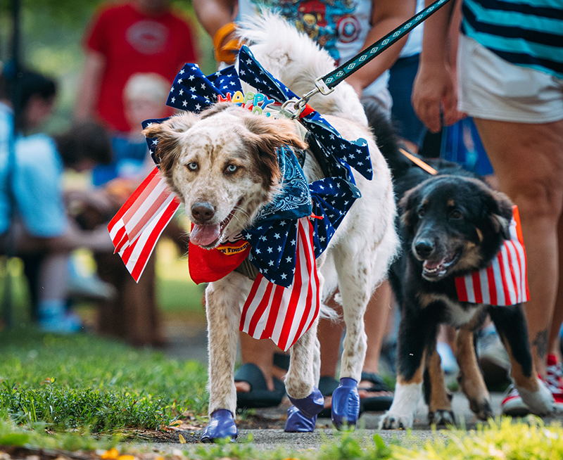 All-American Pet Photo Day