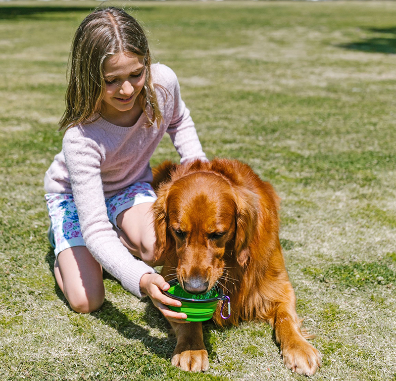 National Pet Hydration Awareness Month