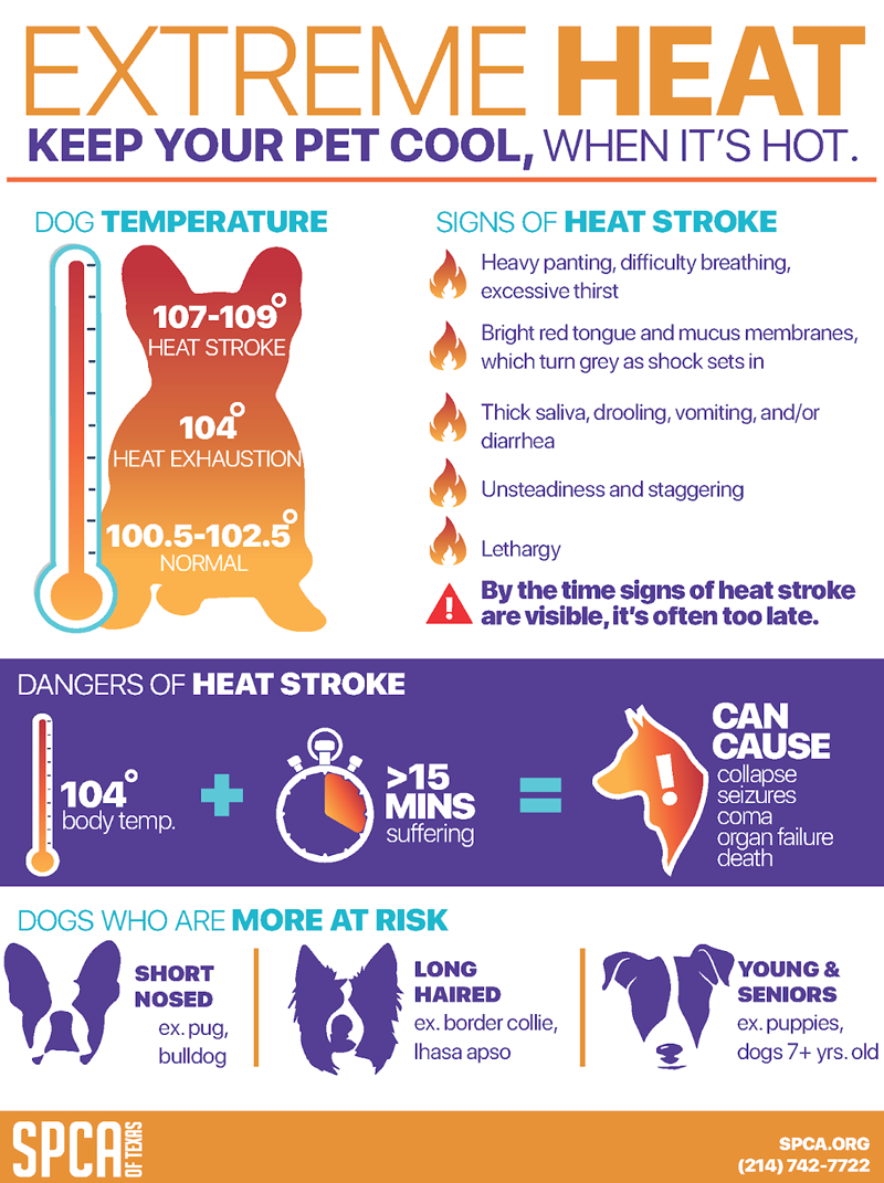 Heat Exhaustion & Your Pet
