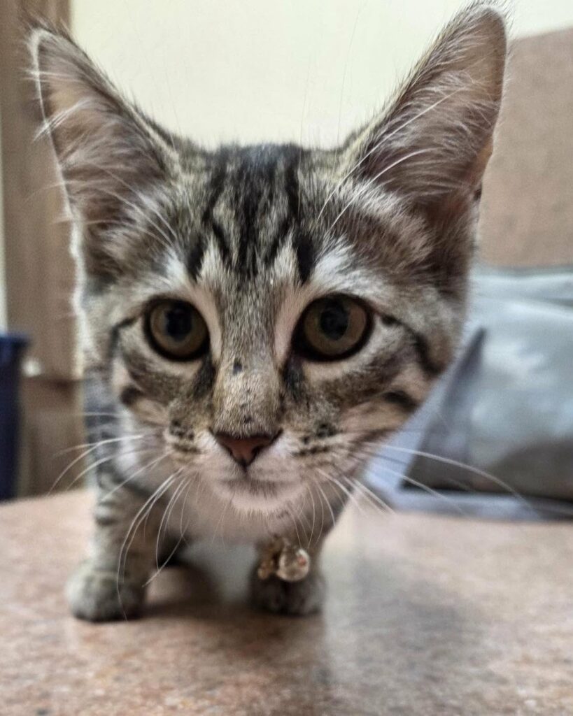 Happy Cat Month in September